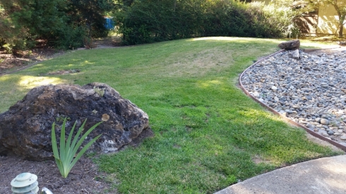We mowed this lawn short and gave it a good, deep soak before we began the sheet mulch progress.